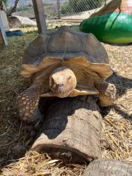 Lost Unknown Reptile last seen Ranger Rd and Mission, Fallbrook, CA 92028