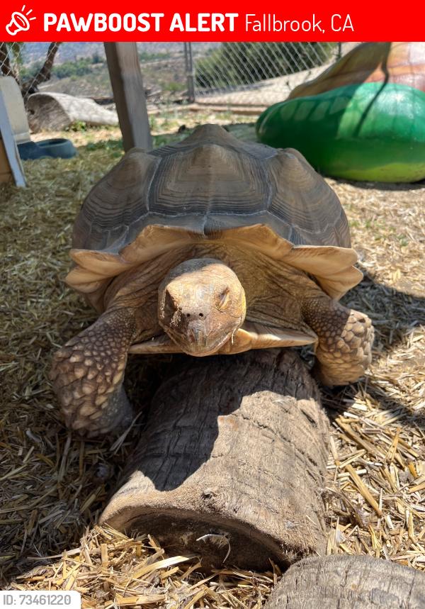 Lost Unknown Reptile last seen Ranger Rd and Mission, Fallbrook, CA 92028