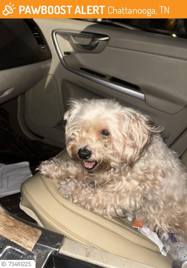 Found/Stray Male Dog last seen Northshore, Chattanooga, TN 37405
