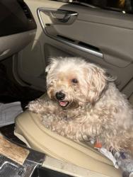 Found/Stray Male Dog last seen Northshore, Chattanooga, TN 37405