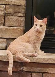 Reunited Female Cat last seen Limestone Ln, Great Falls, MT 59405