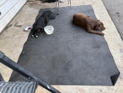 Found/Stray Unknown Dog last seen Chesnee Hwy, Spartanburg, SC 29303