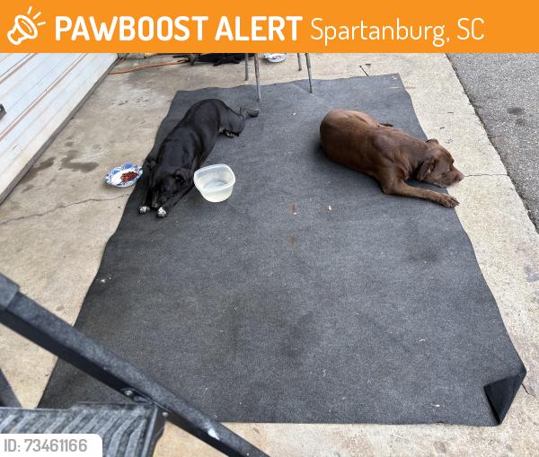Found/Stray Unknown Dog last seen Chesnee Hwy, Spartanburg, SC 29303