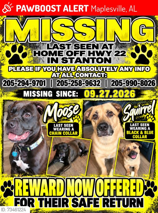 Lost Male Dog last seen Hwy 22, Maplesville, AL 36750