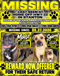 Lost Male Dog last seen Hwy 22, Maplesville, AL 36750
