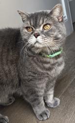 Lost Male Cat last seen park, Greater London, England SW9 7BJ