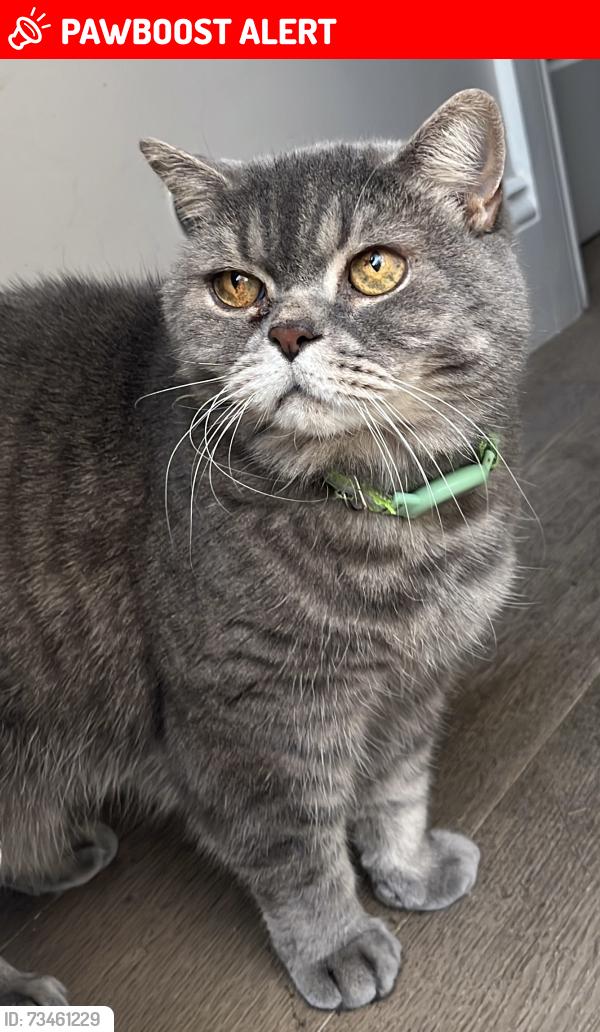 Lost Male Cat last seen park, Greater London, England SW9 7BJ