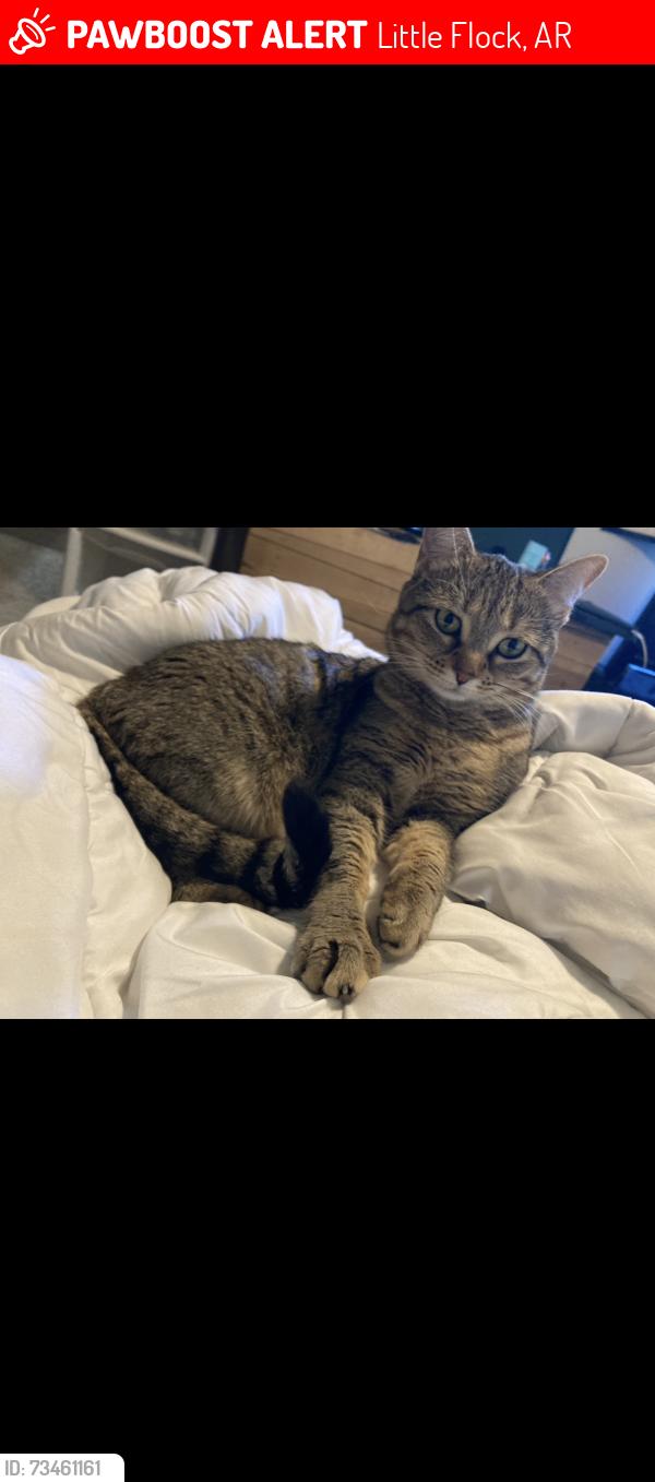 Lost Female Cat last seen Mistletoe rd and rock bottom rd, Little Flock, AR 72756