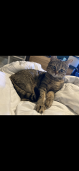 Lost Female Cat last seen Mistletoe rd and rock bottom rd, Little Flock, AR 72756