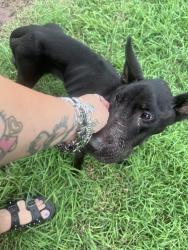 Found/Stray Male Dog last seen Near hough, Adkins Tx 78101, Adkins, TX 78101