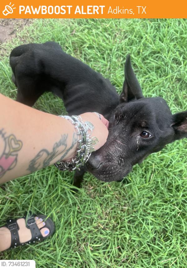 Found/Stray Male Dog last seen Near hough, Adkins Tx 78101, Adkins, TX 78101