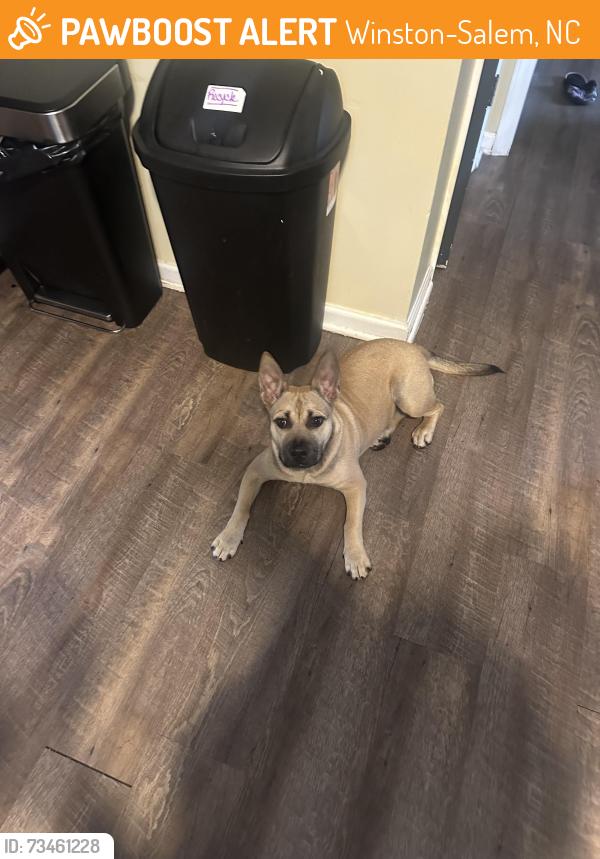 Found/Stray Female Dog last seen Shattalon Drive, Winston-Salem, NC 27106
