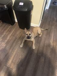 Found/Stray Female Dog last seen Shattalon Drive, Winston-Salem, NC 27106