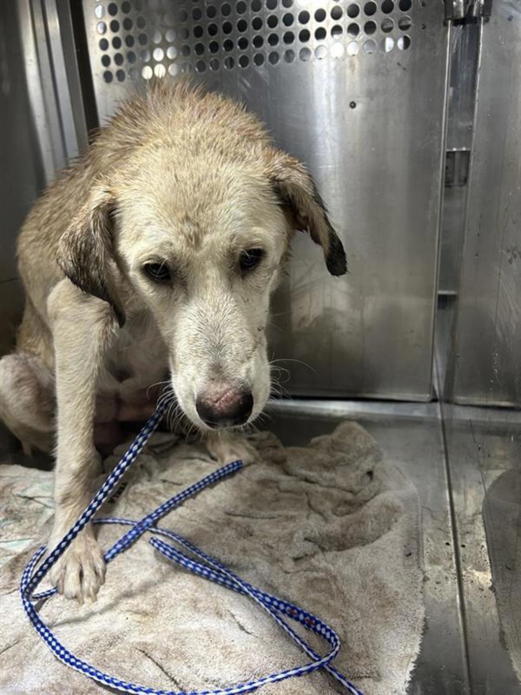 Shelter Stray Female Dog last seen Near 1/2 State Highway 71, AUSTIN, TX, 78735, 7201 Levander Loop bldg a, Austin, TX 78702, USA