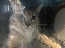 Shelter Stray Male Cat last seen Apt 807,1952 2nd Avenue, NEW YORK, NY, 10029, 326 E 110th St, New York, NY 10029, USA