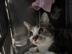 Shelter Stray Female Cat last seen Apt 807,1952 2nd Avenue, NEW YORK, NY, 10029, 326 E 110th St, New York, NY 10029, USA
