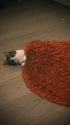 Lost Female Cat last seen Cheesy chicken, Greater London, England RM10 8GJ