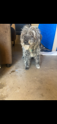 Found/Stray Male Dog last seen Stapley and Dartmouth st, Mesa, AZ 85205