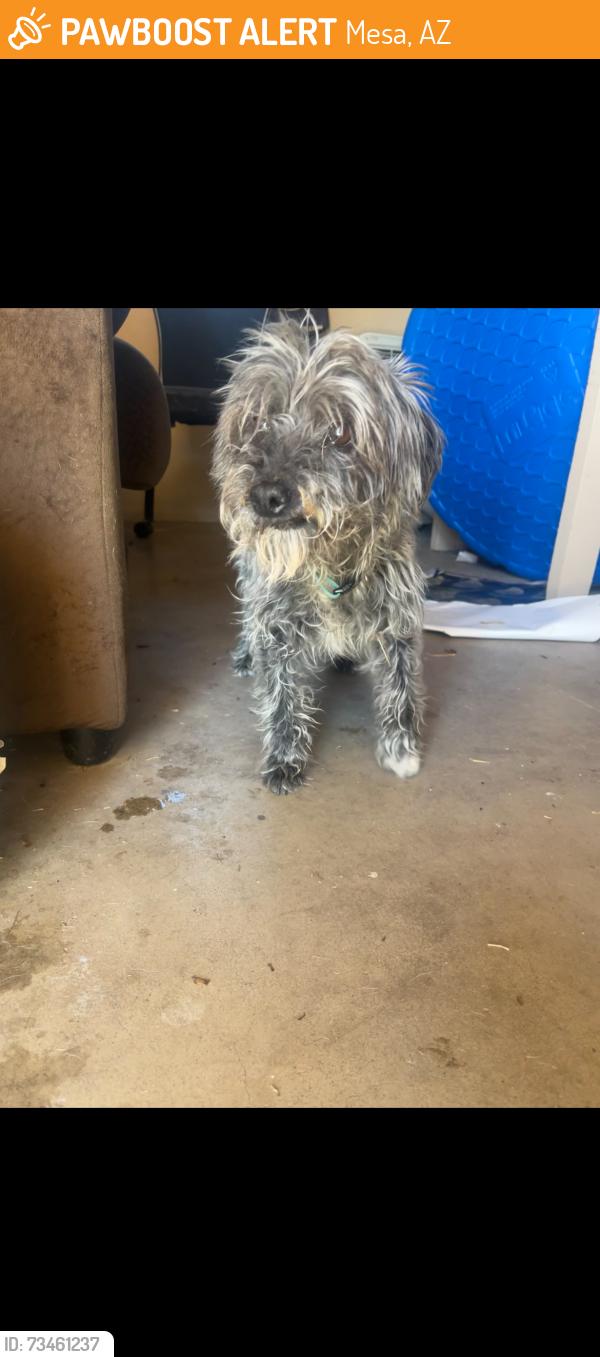 Found/Stray Male Dog last seen Stapley and Dartmouth st, Mesa, AZ 85205