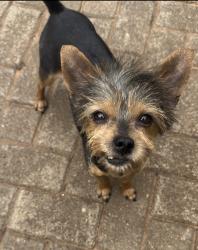 Lost Female Dog last seen Builders Montana Park, Pretoria, GP 0182