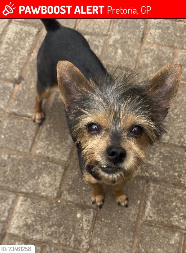 Lost Female Dog last seen Builders Montana Park, Pretoria, GP 0182