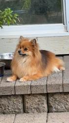 Reunited Female Dog last seen 282nd in Chase, Gresham, OR 97080