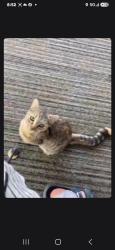 Lost Female Cat last seen Regner terris, Damascus, OR 97089