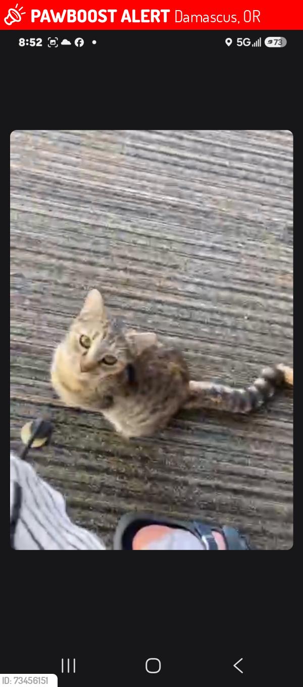 Lost Female Cat last seen Regner terris, Damascus, OR 97089