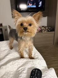 Lost Male Dog last seen Near Waterford Place, Southaven, MS 38671