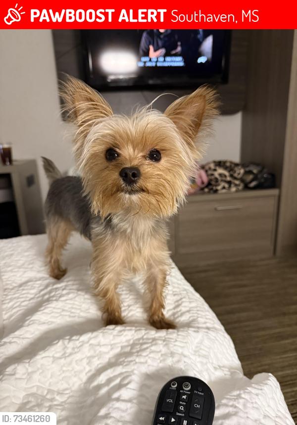Lost Male Dog last seen Near Waterford Place, Southaven, MS 38671