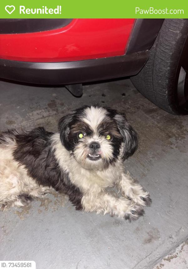 Reunited Female Dog last seen Tidwell and van hut, Houston, TX 77044