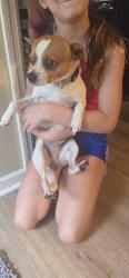 Found/Stray Male Dog last seen Strickland bridge Dundle tarleton plantation, Fayetteville, NC 28306