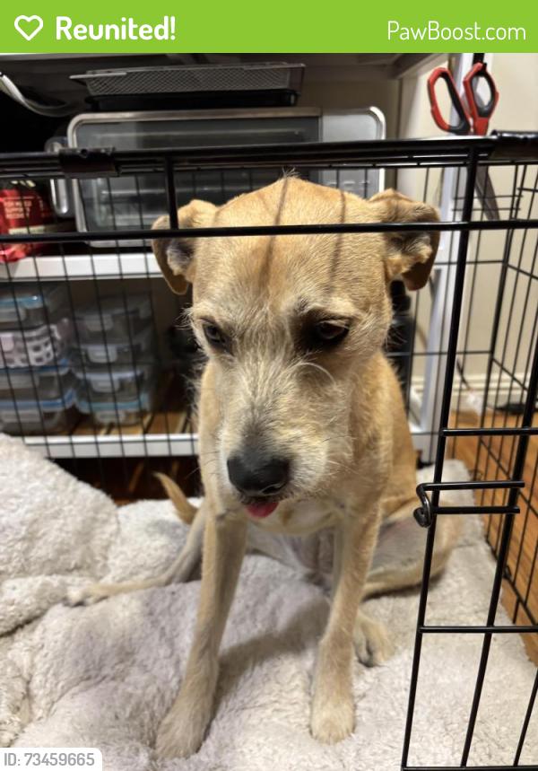 Reunited Female Dog last seen Broadway and 51st, Oakland, CA 94609