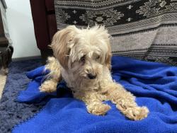 Reunited Female Dog last seen In Selma Olinder Park, San Jose, CA 95116