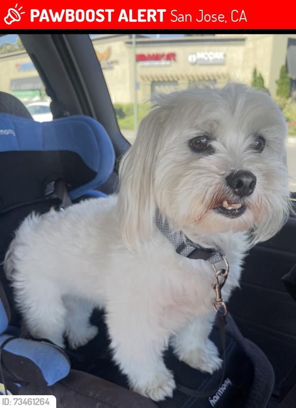 Lost Male Dog last seen S Sixth St and Martha St, San Jose, CA 95112
