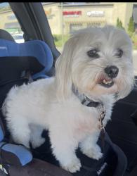 Lost Male Dog last seen S Sixth St and Martha St, San Jose, CA 95112