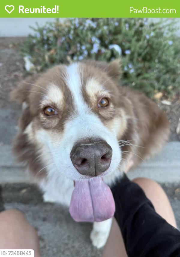 Reunited Unknown Dog last seen In front of terrace hills cndmnium complex, San Jose, CA 95148
