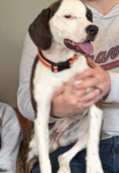 Reunited Female Dog last seen Corner of Warner and ullery. Westerville, Westerville, OH 43081