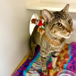 Shelter Stray Male Cat last seen , Animal Care & Control Team of Philly, 111 W Hunting Park Ave, Philadelphia, PA 19140, USA