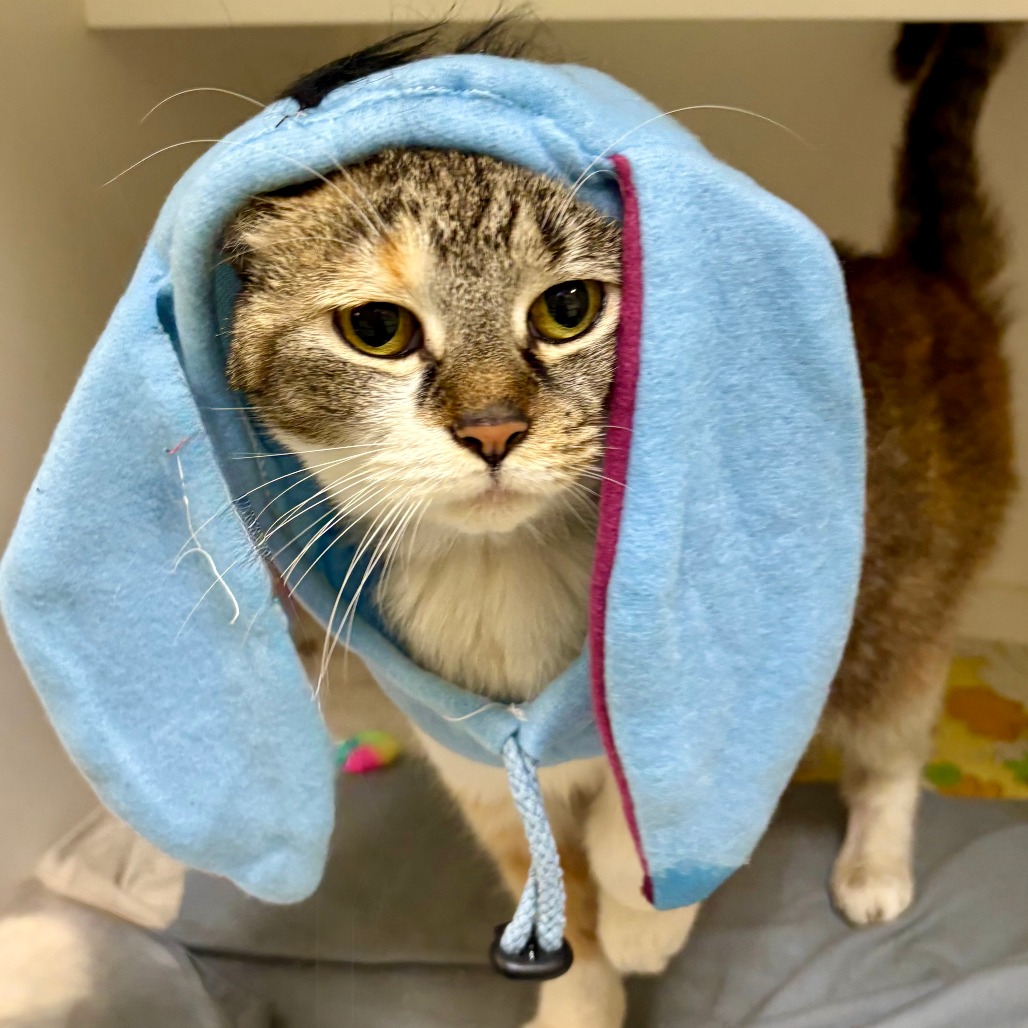 Shelter Stray Female Cat last seen , Animal Care & Control Team of Philly, 111 W Hunting Park Ave, Philadelphia, PA 19140, USA