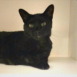 Shelter Stray Female Cat last seen , Animal Care & Control Team of Philly, 111 W Hunting Park Ave, Philadelphia, PA 19140, USA