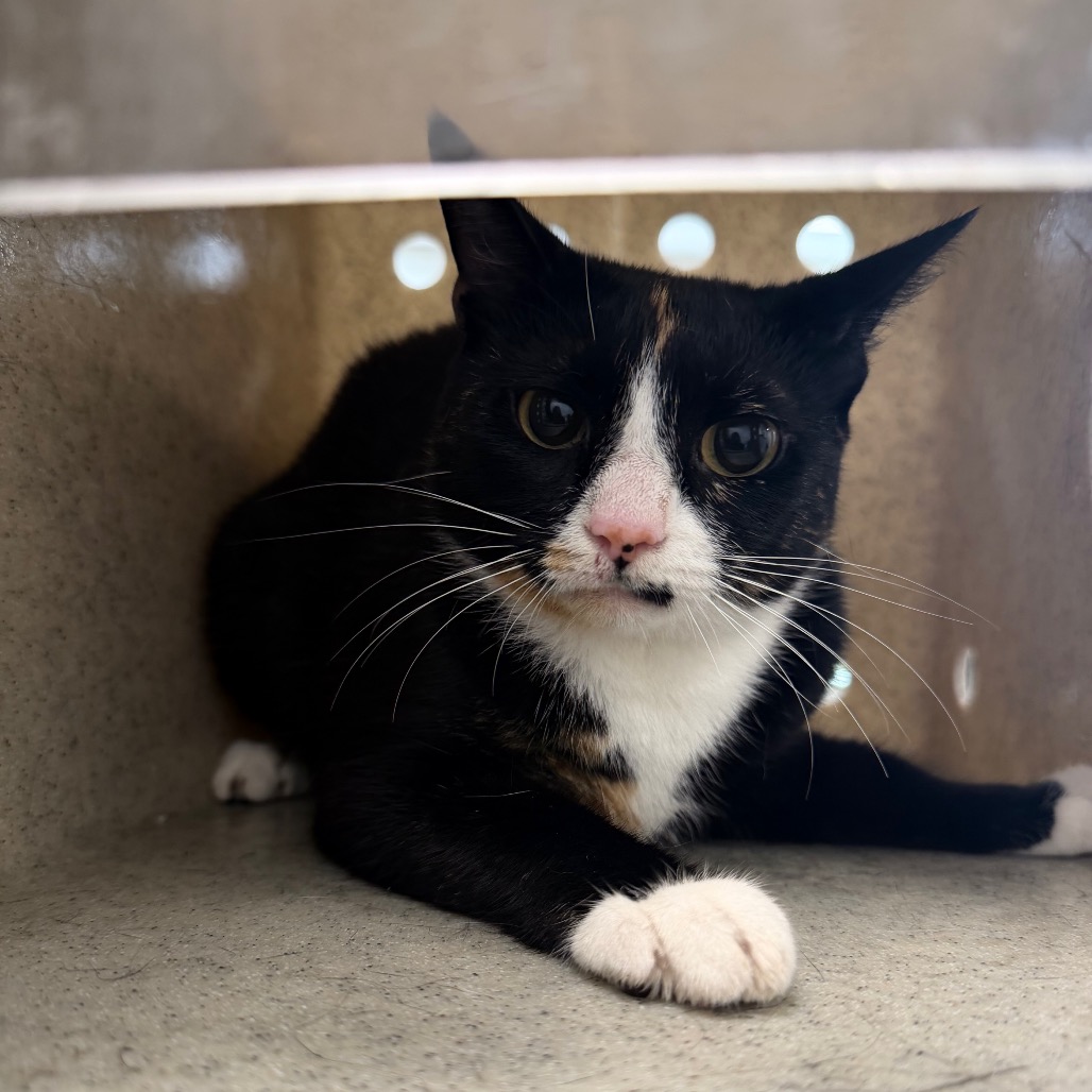 Shelter Stray Male Cat last seen , Animal Care & Control Team of Philly, 111 W Hunting Park Ave, Philadelphia, PA 19140, USA