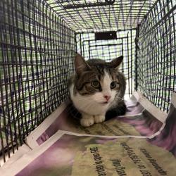 Shelter Stray Female Cat last seen , Animal Care & Control Team of Philly, 111 W Hunting Park Ave, Philadelphia, PA 19140, USA