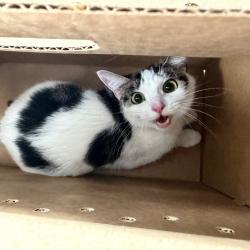 Shelter Stray Female Cat last seen , Animal Care & Control Team of Philly, 111 W Hunting Park Ave, Philadelphia, PA 19140, USA