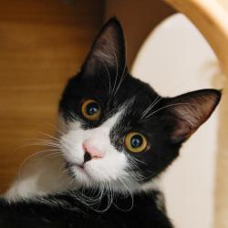 Shelter Stray Male Cat last seen , 3607 N Armenia Ave, Tampa, FL 33607, USA