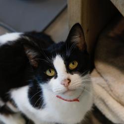 Shelter Stray Female Cat last seen , 3607 N Armenia Ave, Tampa, FL 33607, USA