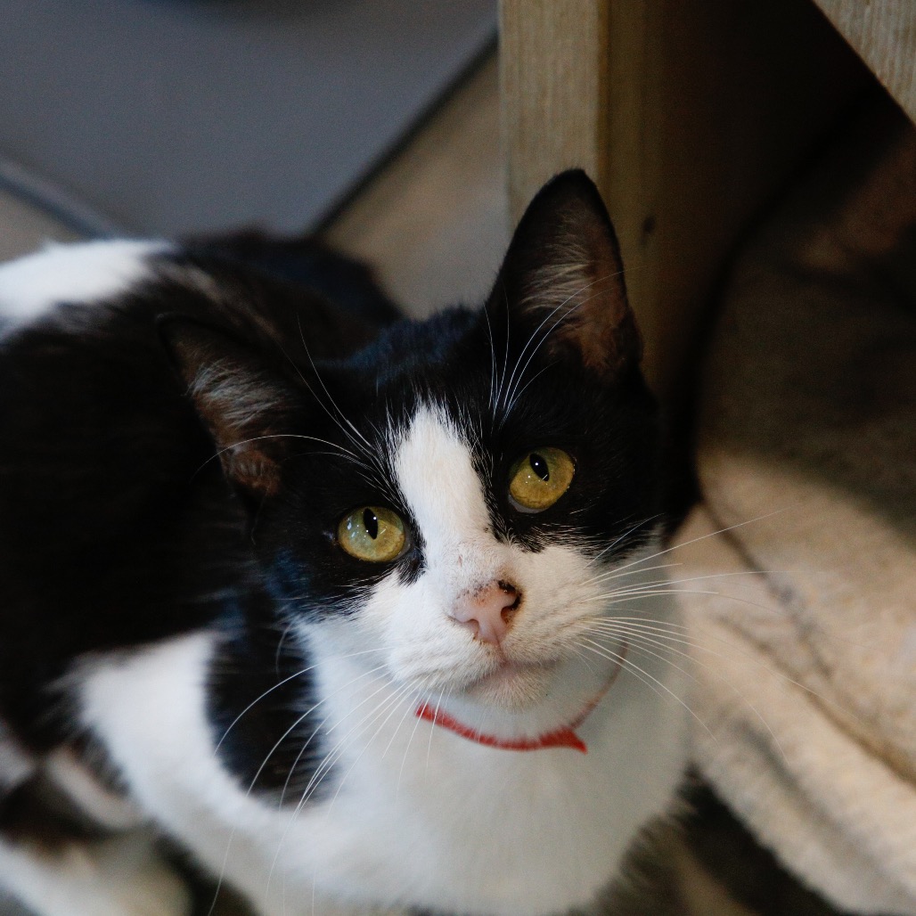 Shelter Stray Female Cat last seen , 3607 N Armenia Ave, Tampa, FL 33607, USA