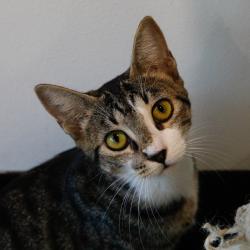 Shelter Stray Female Cat last seen , 3607 N Armenia Ave, Tampa, FL 33607, USA