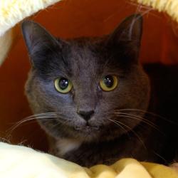 Shelter Stray Unknown Cat last seen , 3607 N Armenia Ave, Tampa, FL 33607, USA