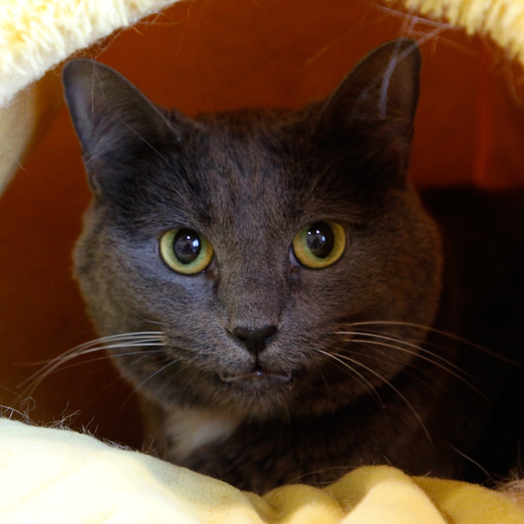 Shelter Stray Unknown Cat last seen , 3607 N Armenia Ave, Tampa, FL 33607, USA